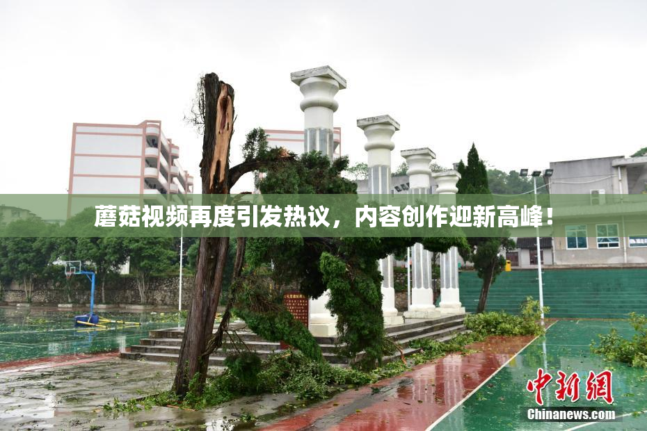 蘑菇视频再度引发热议，内容创作迎新高峰！