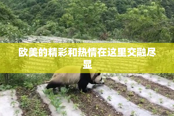 欧美的精彩和热情在这里交融尽显
