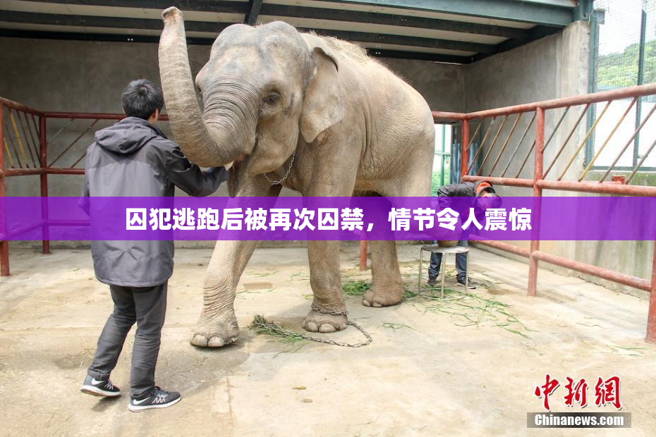 囚犯逃跑后被再次囚禁，情节令人震惊