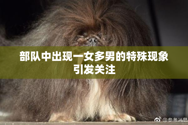 部队中出现一女多男的特殊现象引发关注