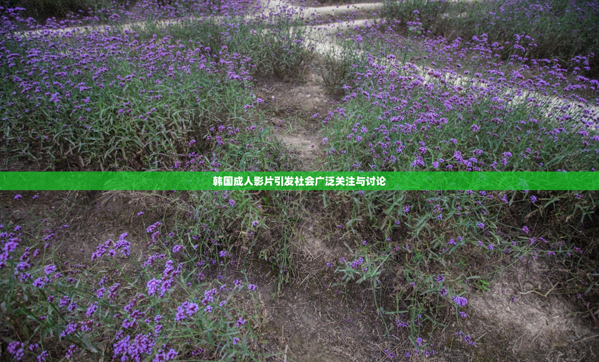 韩国成人影片引发社会广泛关注与讨论