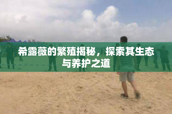 希露薇的繁殖揭秘，探索其生态与养护之道