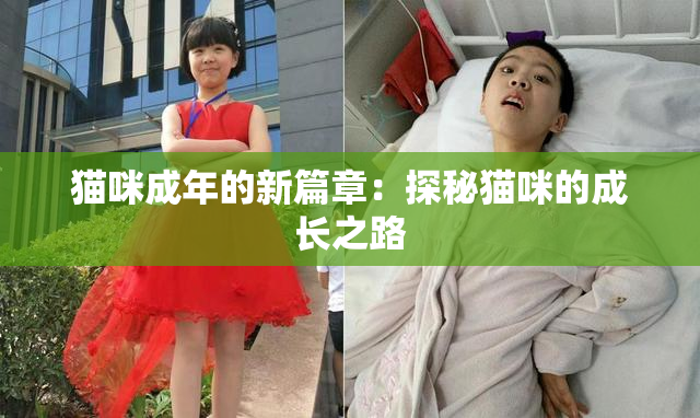 猫咪成年的新篇章：探秘猫咪的成长之路