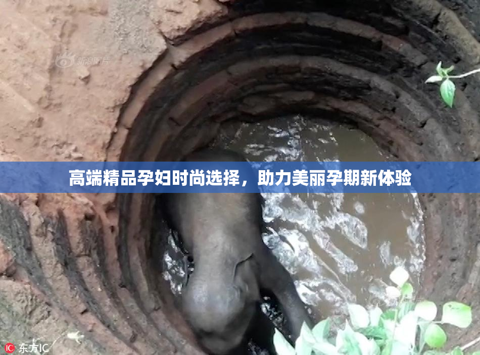高端精品孕妇时尚选择，助力美丽孕期新体验
