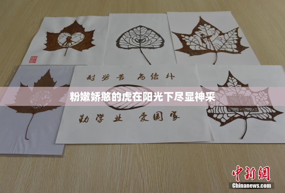 粉嫩娇憨的虎在阳光下尽显神采