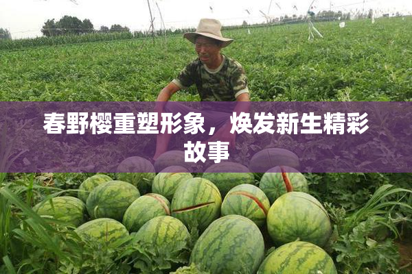 春野樱重塑形象，焕发新生精彩故事