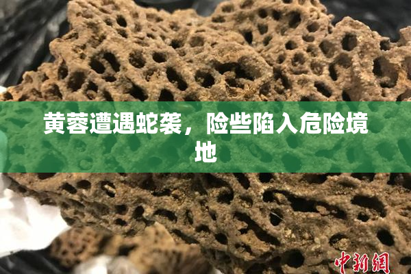 黄蓉遭遇蛇袭，险些陷入危险境地