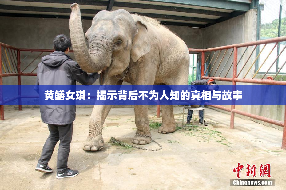 黄鳝女琪：揭示背后不为人知的真相与故事
