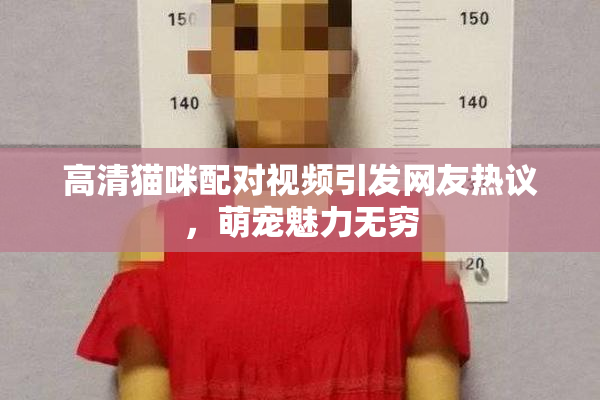 高清猫咪配对视频引发网友热议，萌宠魅力无穷