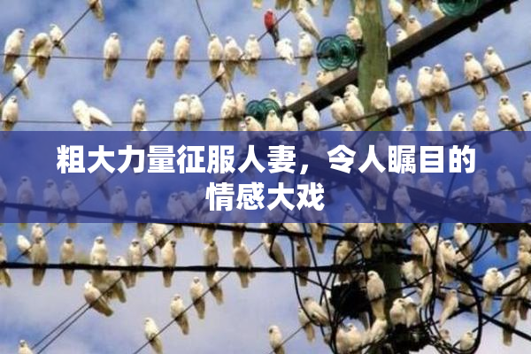 粗大力量征服人妻，令人瞩目的情感大戏