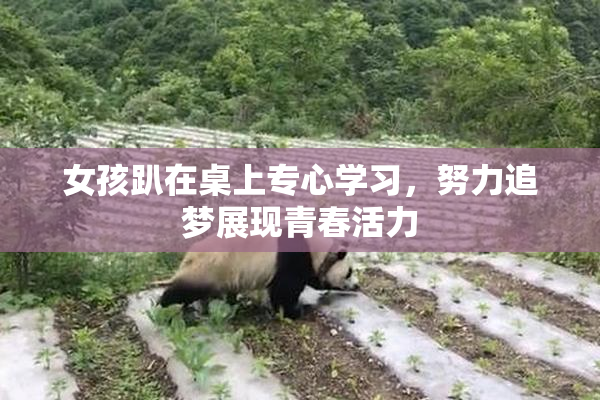 女孩趴在桌上专心学习，努力追梦展现青春活力