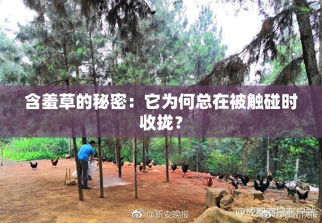 含羞草的秘密：它为何总在被触碰时收拢？