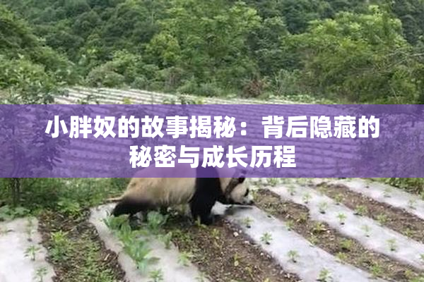 小胖奴的故事揭秘：背后隐藏的秘密与成长历程