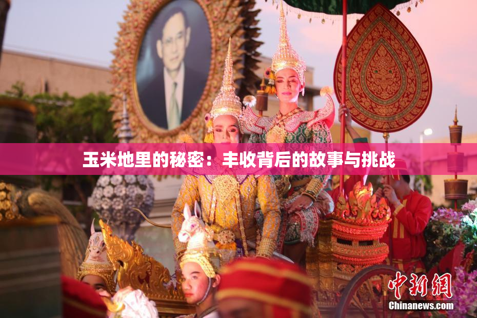 玉米地里的秘密：丰收背后的故事与挑战