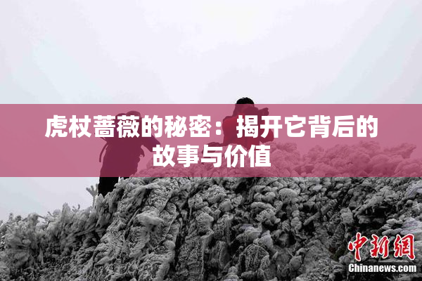 虎杖蔷薇的秘密：揭开它背后的故事与价值