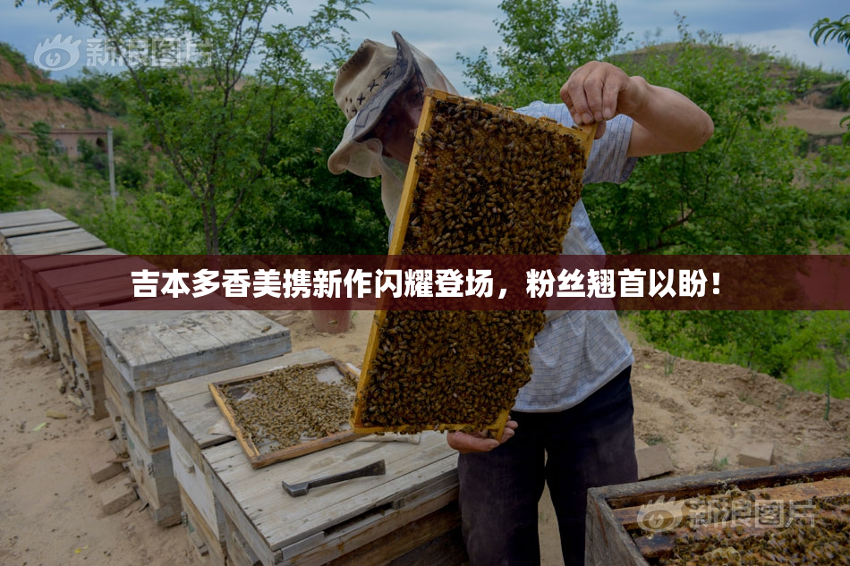 吉本多香美携新作闪耀登场，粉丝翘首以盼！