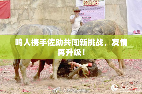 鸣人携手佐助共闯新挑战，友情再升级！