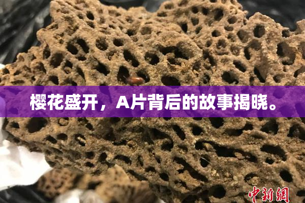 樱花盛开，A片背后的故事揭晓。