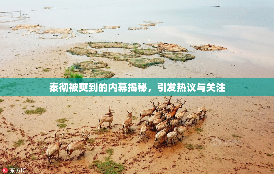 秦彻被爽到的内幕揭秘，引发热议与关注