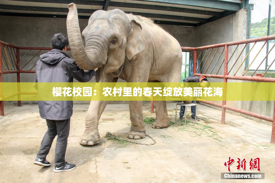樱花校园：农村里的春天绽放美丽花海