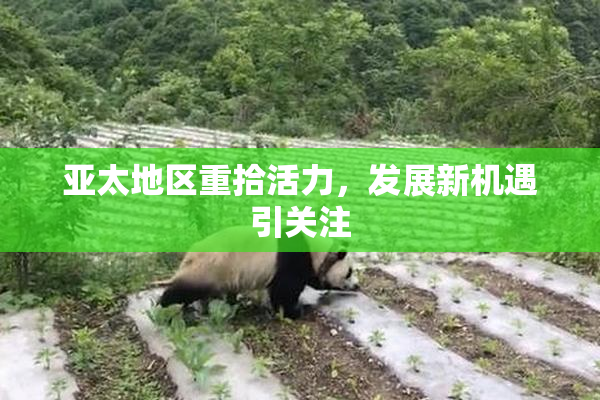 亚太地区重拾活力，发展新机遇引关注
