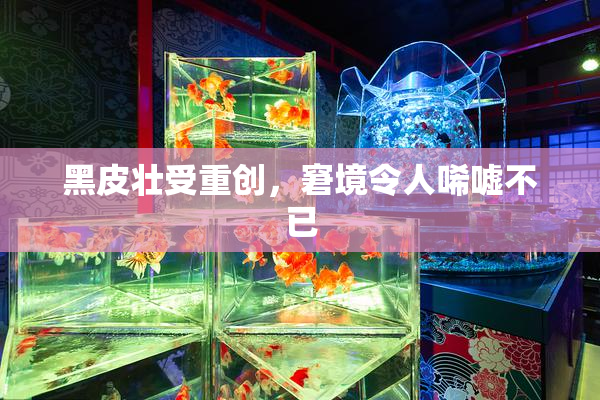 黑皮壮受重创，窘境令人唏嘘不已