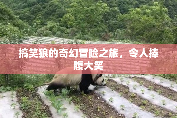 搞笑狼的奇幻冒险之旅，令人捧腹大笑