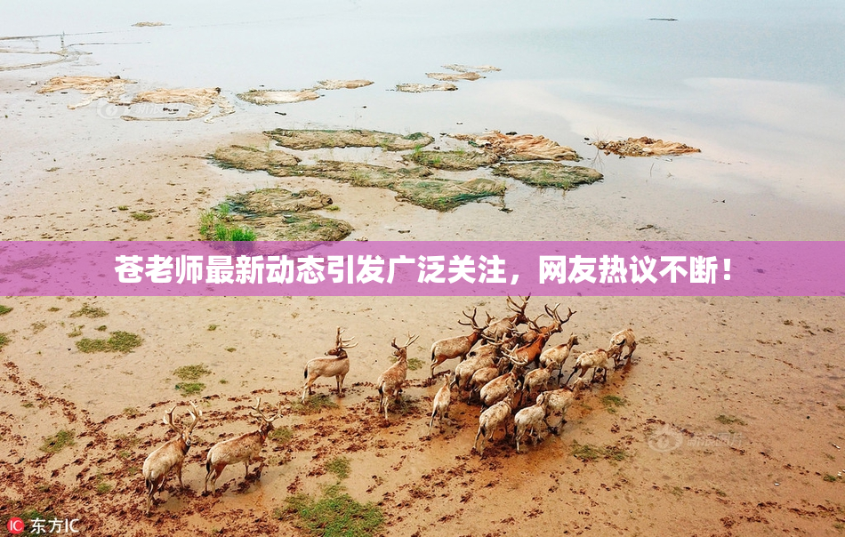 苍老师最新动态引发广泛关注，网友热议不断！