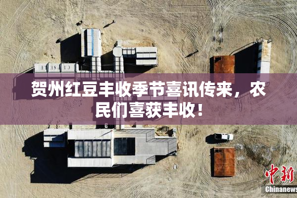 贺州红豆丰收季节喜讯传来，农民们喜获丰收！