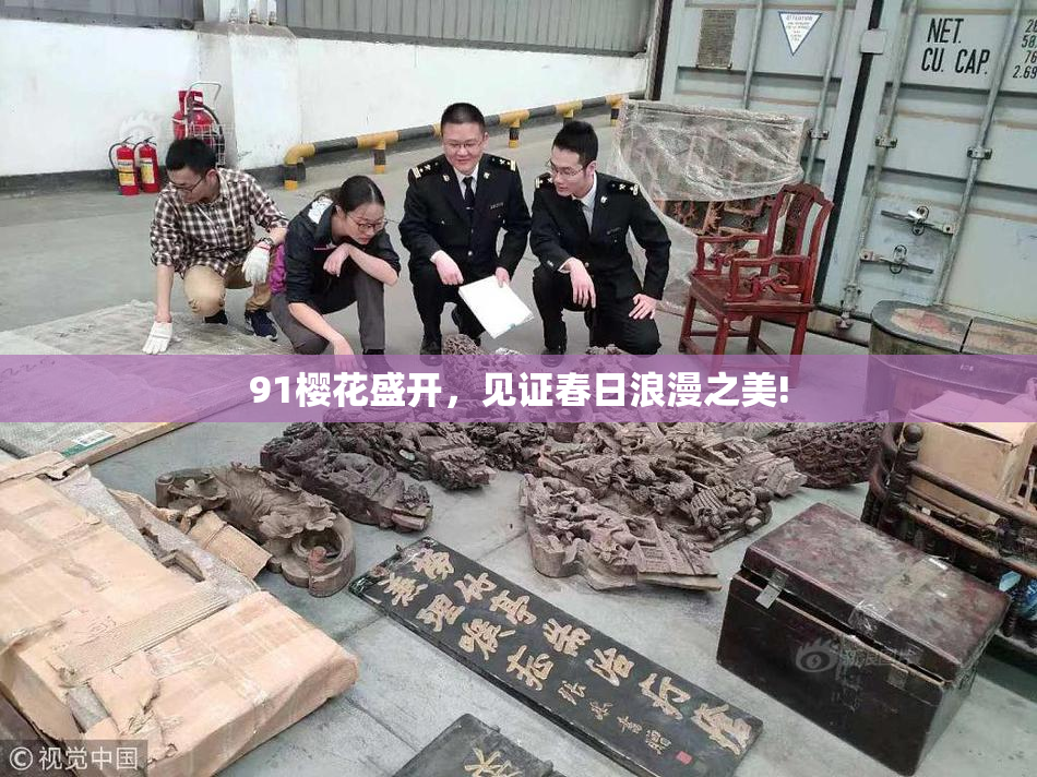 91樱花盛开，见证春日浪漫之美!