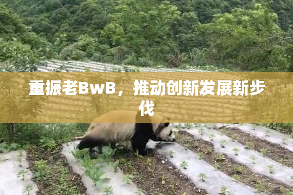 重振老BwB，推动创新发展新步伐