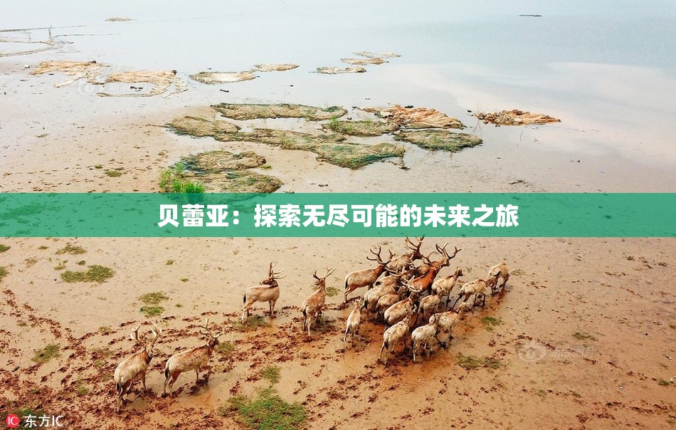 贝蕾亚：探索无尽可能的未来之旅