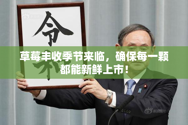 草莓丰收季节来临，确保每一颗都能新鲜上市！