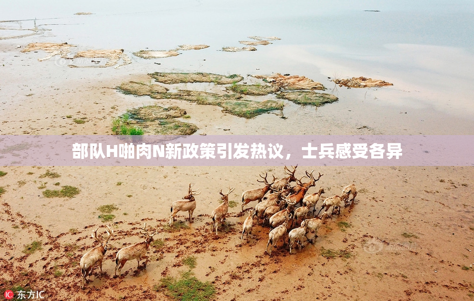部队H啪肉N新政策引发热议，士兵感受各异
