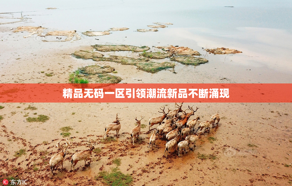 精品无码一区引领潮流新品不断涌现