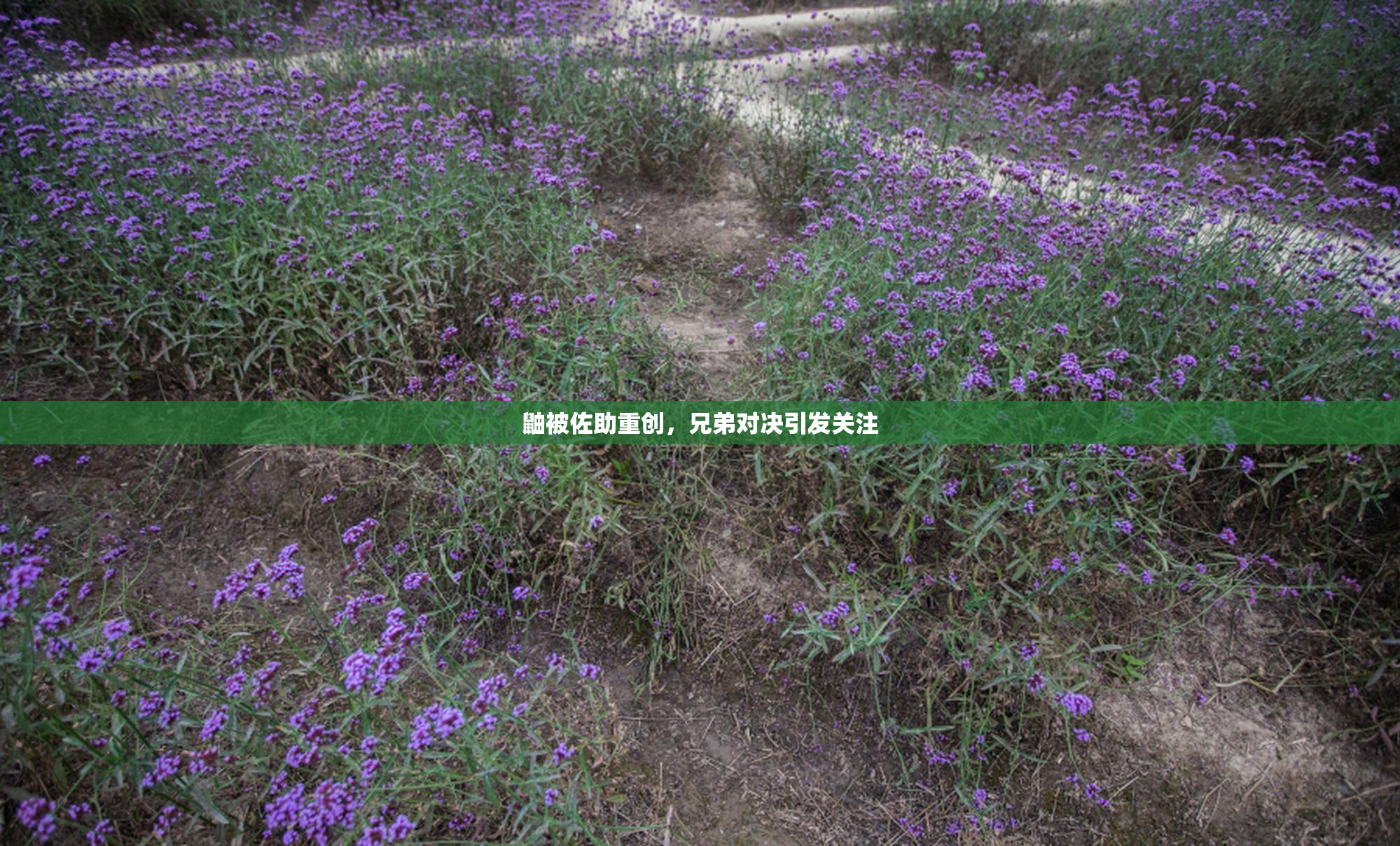 鼬被佐助重创，兄弟对决引发关注