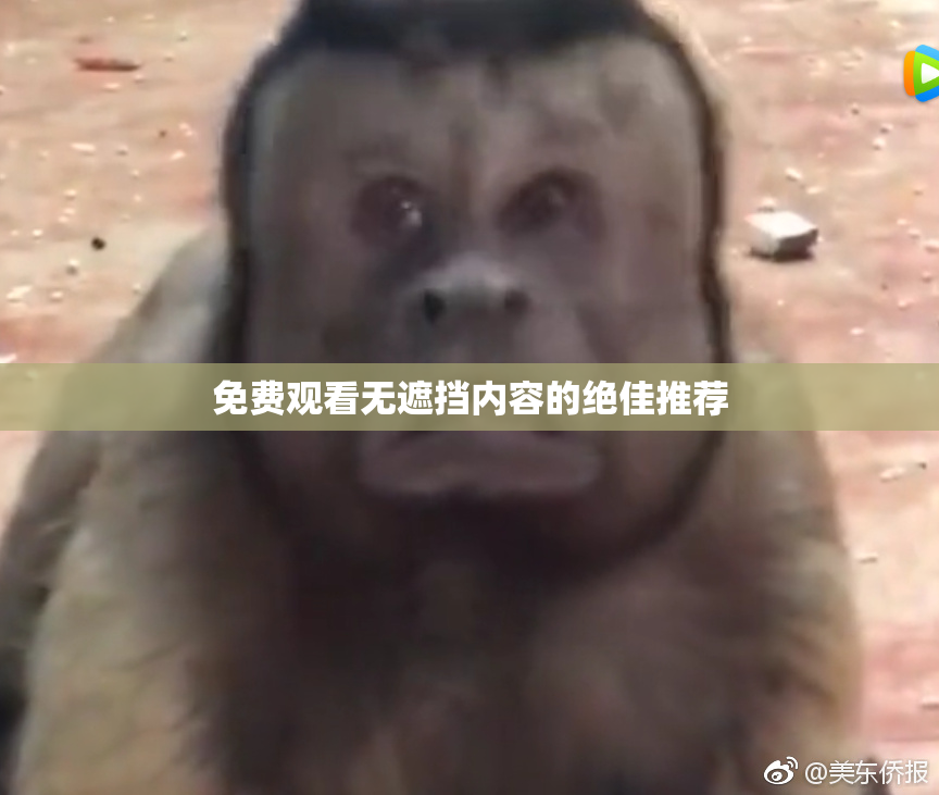 免费观看无遮挡内容的绝佳推荐