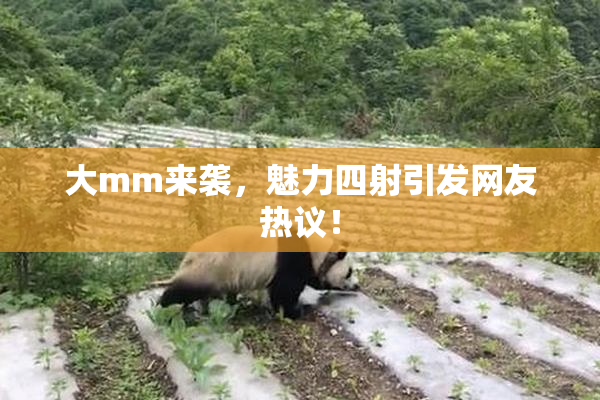 大mm来袭，魅力四射引发网友热议！