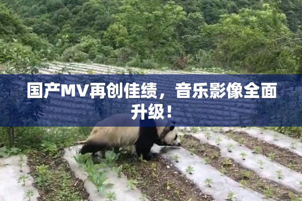 国产MV再创佳绩，音乐影像全面升级！