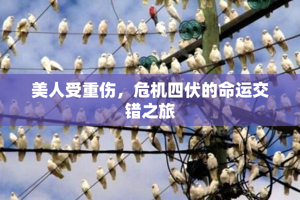 美人受重伤，危机四伏的命运交错之旅