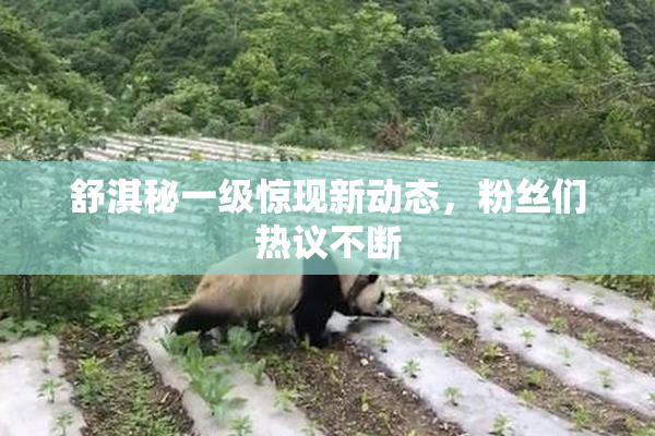 舒淇秘一级惊现新动态，粉丝们热议不断