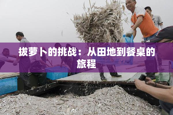 拔萝卜的挑战：从田地到餐桌的旅程