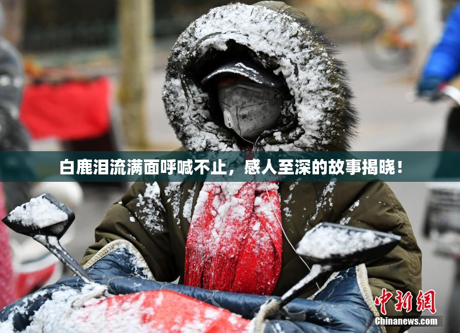 白鹿泪流满面呼喊不止，感人至深的故事揭晓！