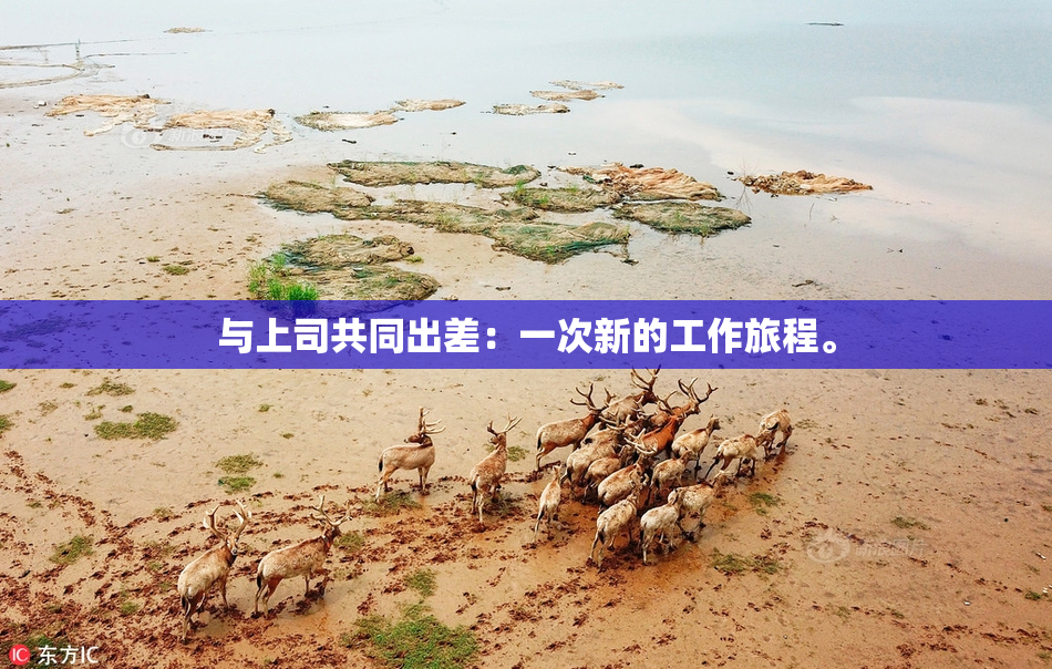 与上司共同出差：一次新的工作旅程。