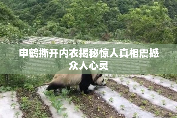 申鹤撕开内衣揭秘惊人真相震撼众人心灵