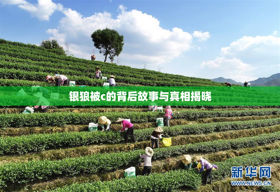 银狼被c的背后故事与真相揭晓