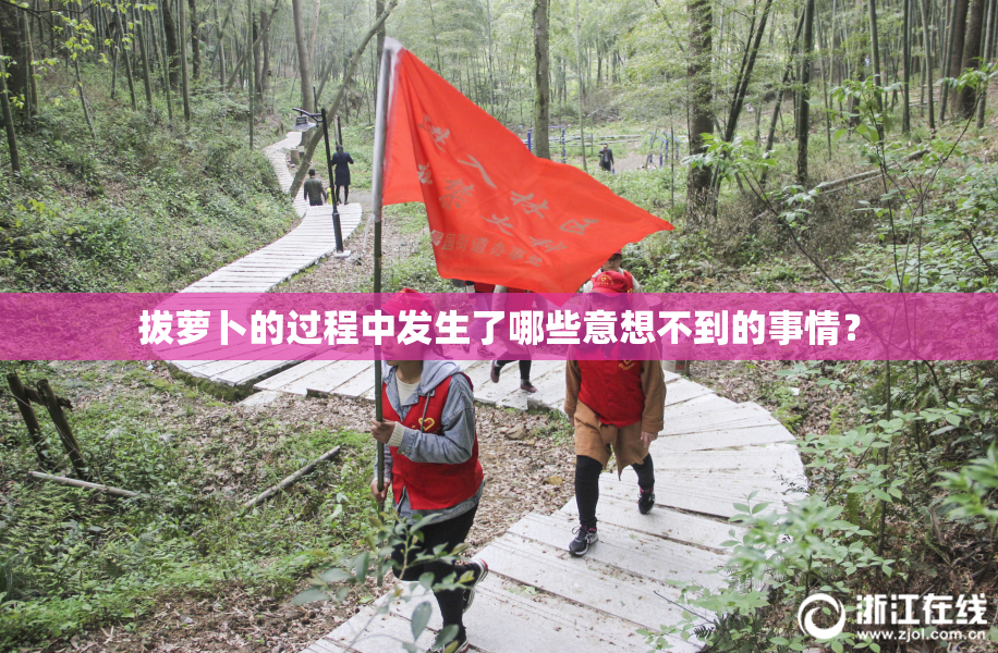 拔萝卜的过程中发生了哪些意想不到的事情？