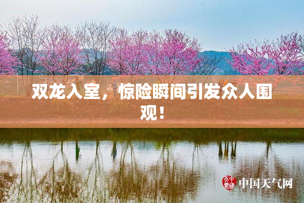 双龙入室，惊险瞬间引发众人围观！