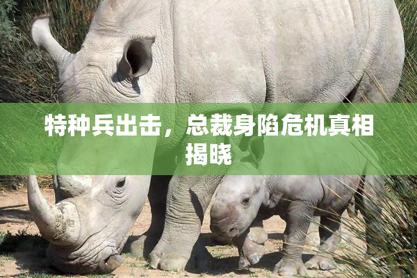 特种兵出击，总裁身陷危机真相揭晓