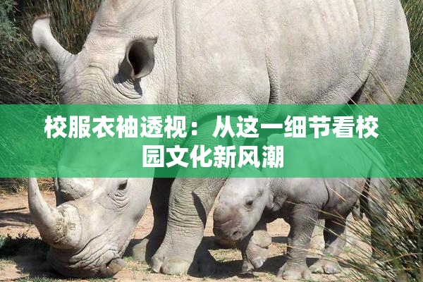 校服衣袖透视：从这一细节看校园文化新风潮